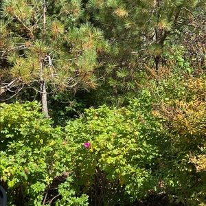 Meet your Posher, Geneviève